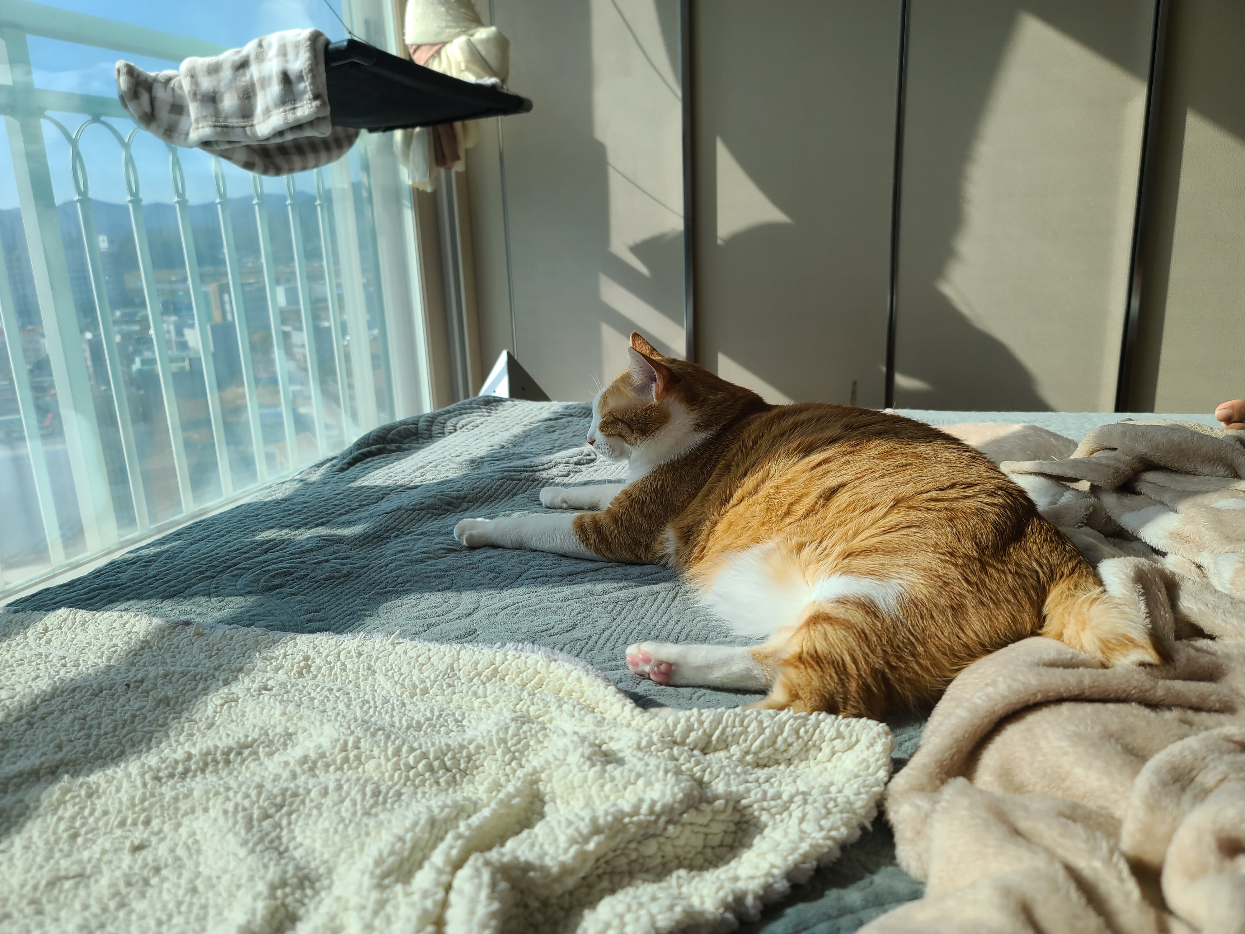 오가는 솜방망이 속의 평화로운 아침 (feat.집사웃참실패)