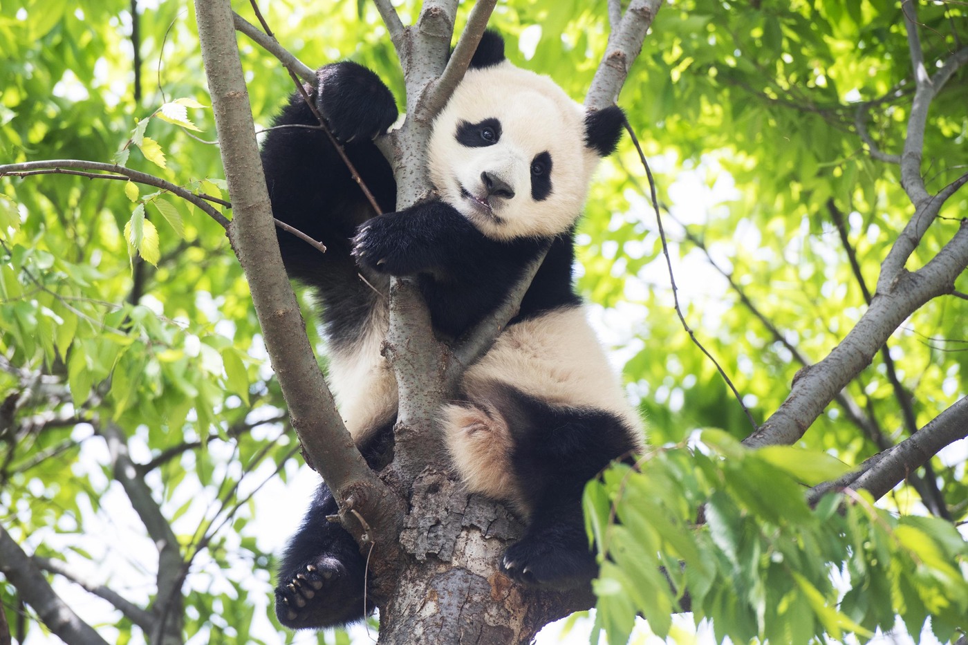 에버랜드 큐패스