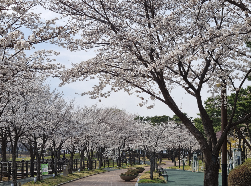 오송호수공원 벛꽃 2