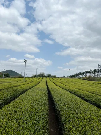 제주 오설록 티뮤지엄 관람 팁과 근처 카페 안내_21