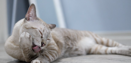 누워서 그루밍을 하는 고양이.