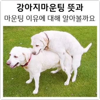강아지 마운팅 이유 해결 방법_4