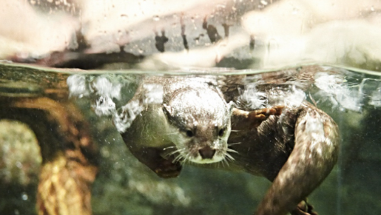 여수 아쿠아플라넷