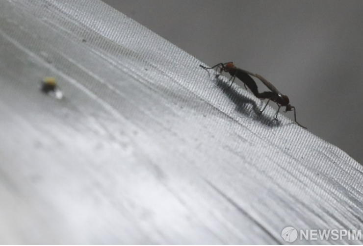 러브버그 출몰원인 및 퇴치법