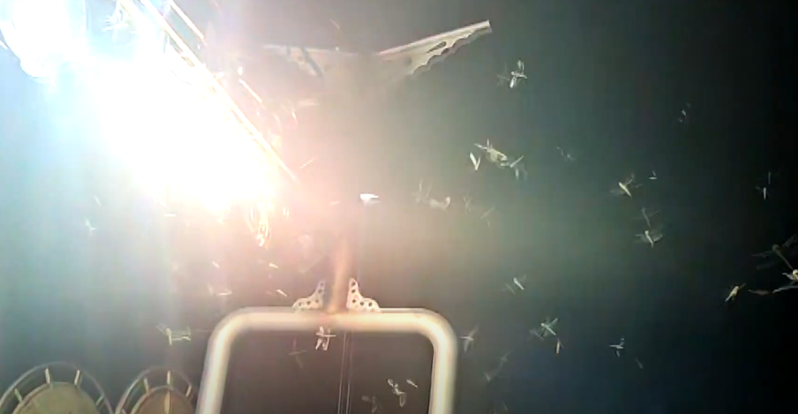 제주 낚싯배에 잠자리 수천마리 습격 - 기후변화의 신호일까 된장잠자리 대량 출현 분석