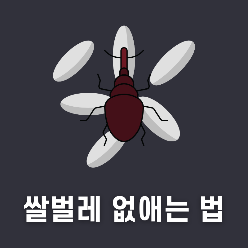 쌀벌레 죽이는 법