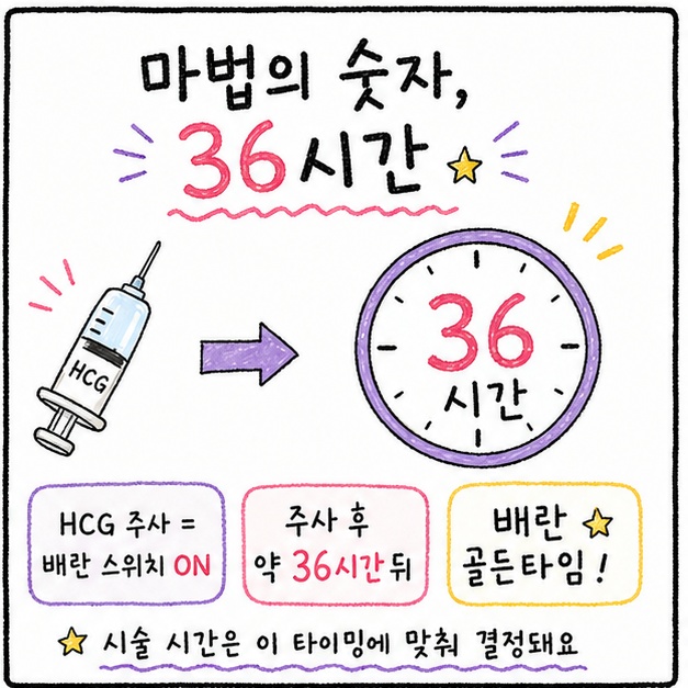 HCG 주사를 맞고 36시간 후에 인공수정 시술을 진행하는 것이 가장 효과적