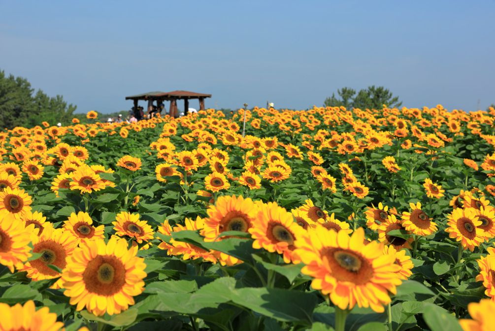 강주해바라기마을 체험마을