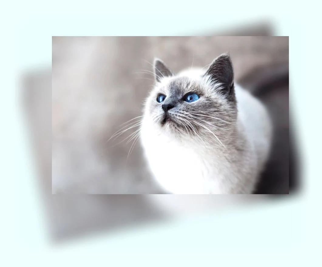 고양이 건강검진_2_subsection