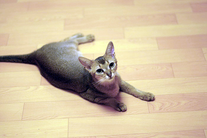 아비시니안 루디