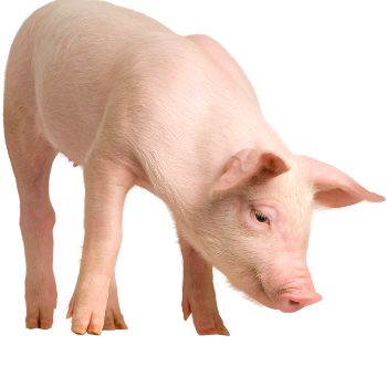 돼지꿈 꾸면 로또 재물과 행운을 부르는 돼지 꿈해몽 총정리