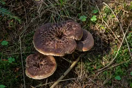 능이버섯 효능 효과 및 가격, 주의점