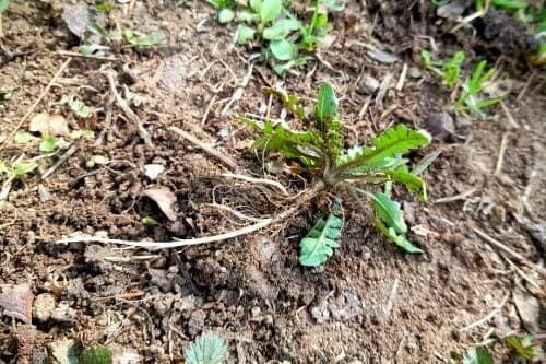 냉이-효능-부작용-먹는법