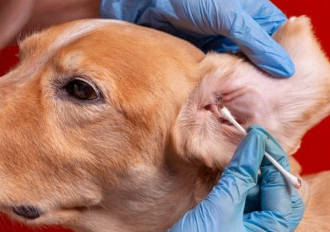 강아지 귀 진드기 검은 찌꺼기 원인&amp;#44; 증상 및 치료법