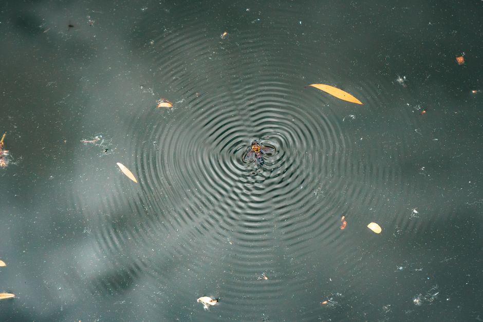 A spider standing on a water surface causing concentric ripples amidst few floating leaves.