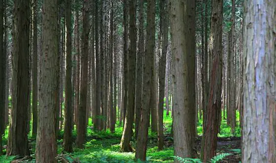 사천케이블카 자연휴양림