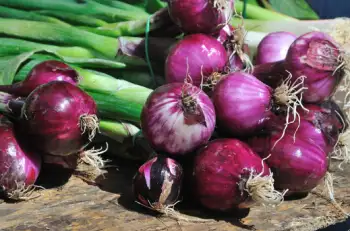 양파즙 효능 및 영양성분, 주의점