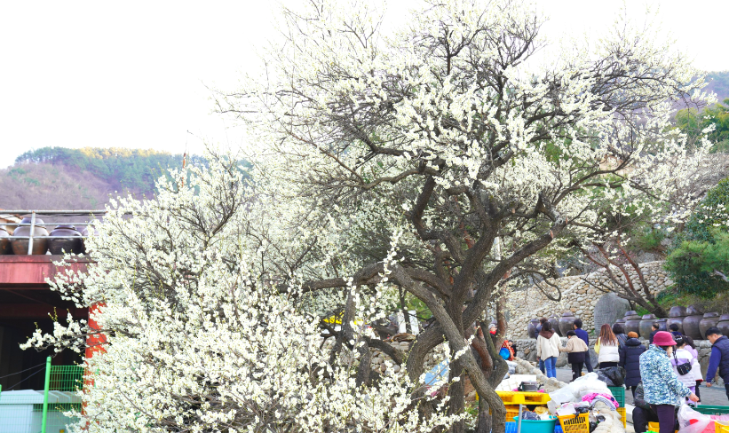 광양 매화마을1