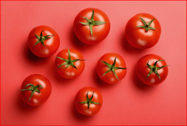 2024 율봄식물원 토마토 시즌 체험 축제 수확체험 예약하기