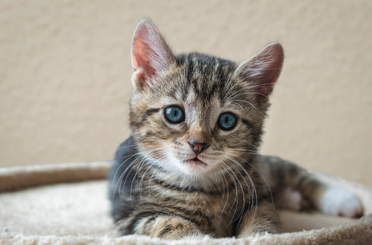 가만히 앉아있는 아기고양이