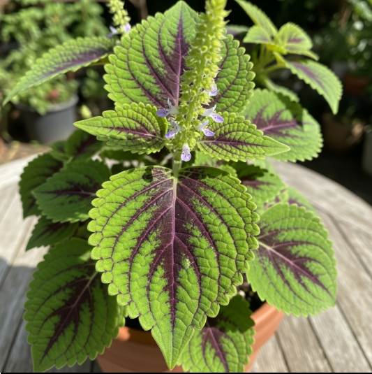 콜레올로지 효과 2달 복용 후기 콜레스테롤 수치 변화