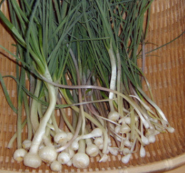 달래 효능 부작용 뿌리 고르는법