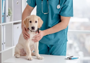 강아지사진/출처:어도비스톡