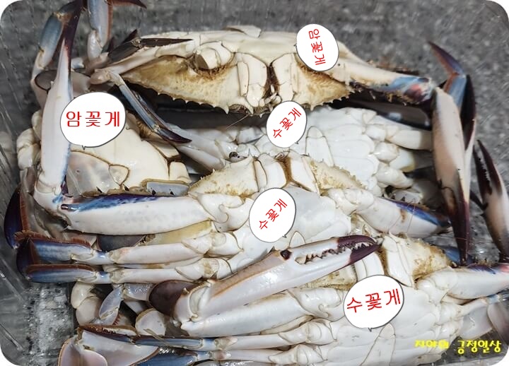 딱지가 뽀족한 수 꽃게와 딱지가 둥근 암 꽃게 표시한 꽃게 5마리