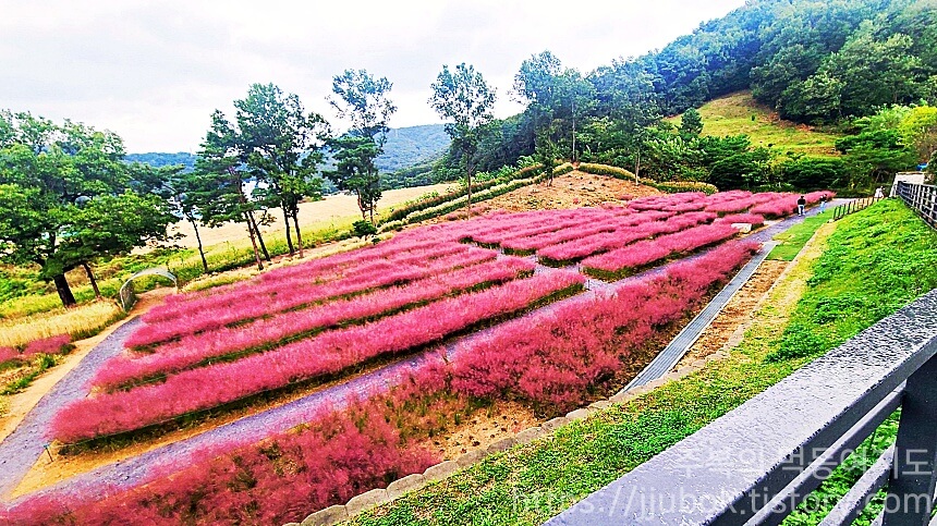 핀스커피-1층-야외-핑크뮬리