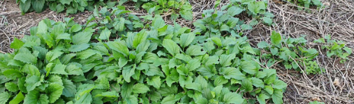 부지깽이나물 3