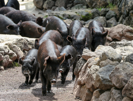 휴애리 수국 축제 놓치지 말아야 할 체험