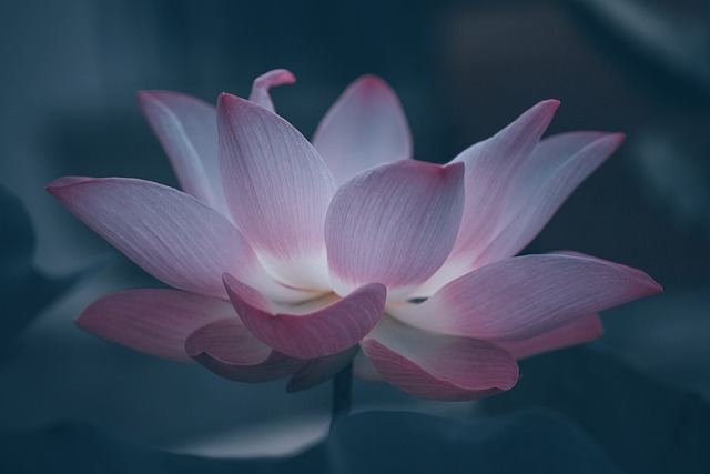 연꽃