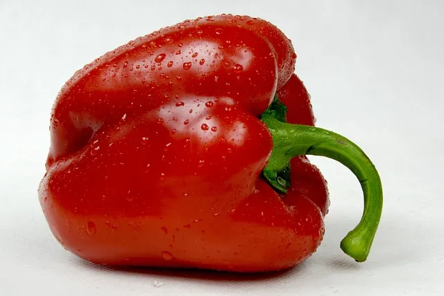 고추 재배 모종 고르기 지주 설치 시비 요령_6