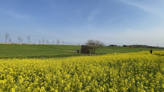 고창 청보리밭 축제, '폭싹 속았수다' 촬영지에서 즐기는 봄🌿