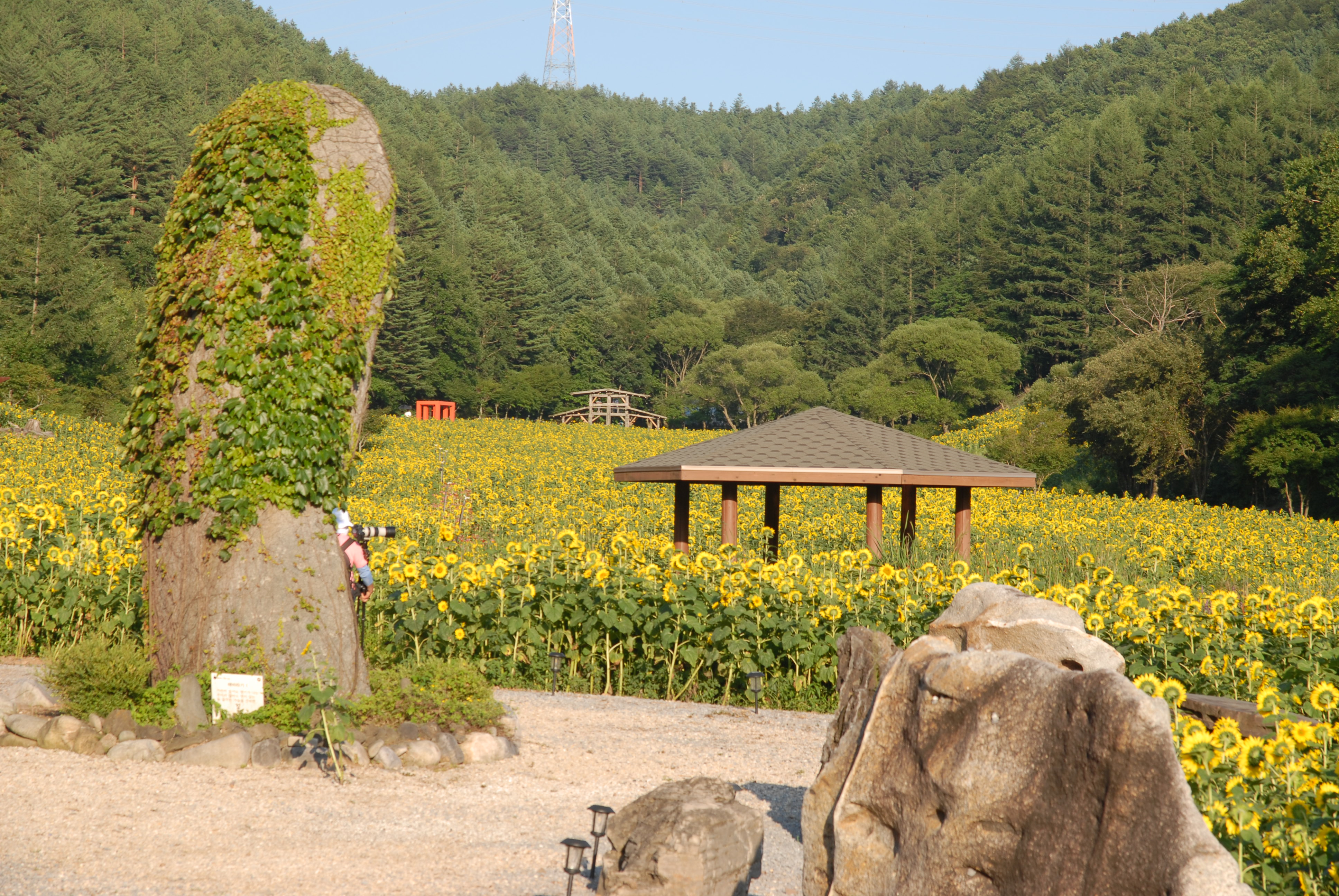 구와우마을 해바라기 축제