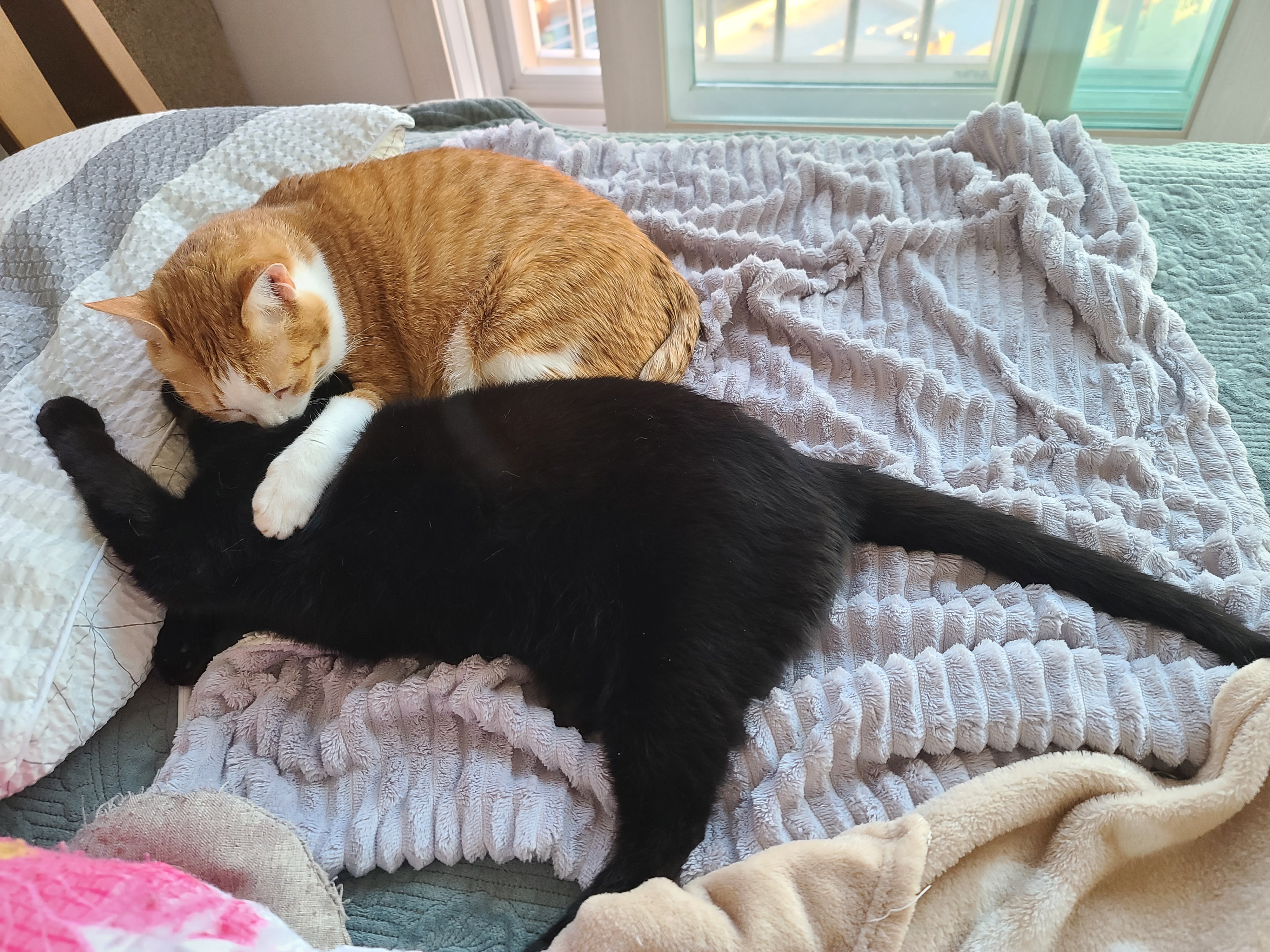 멋쟁이 고양이와 귀여운 고양이의 달달한 브로맨스