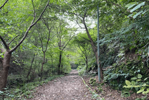 당산나무01