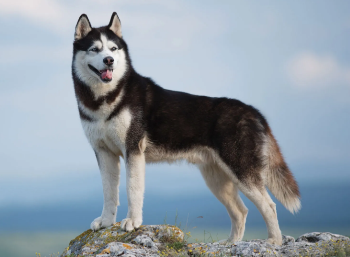 시베리안 허스키 (Siberian Husky) 사진