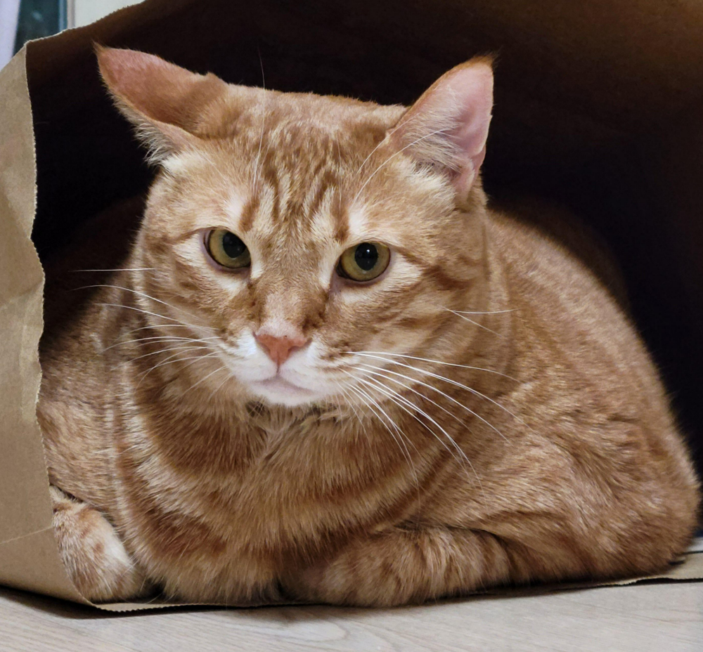 아메리칸 레볼루션 벤토나이트8