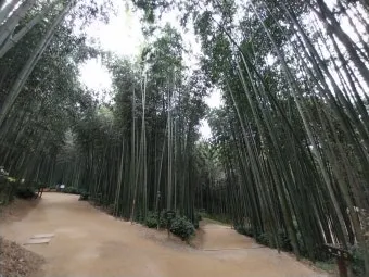 담양 죽녹원 소아르호텔 숙박 맛집_5