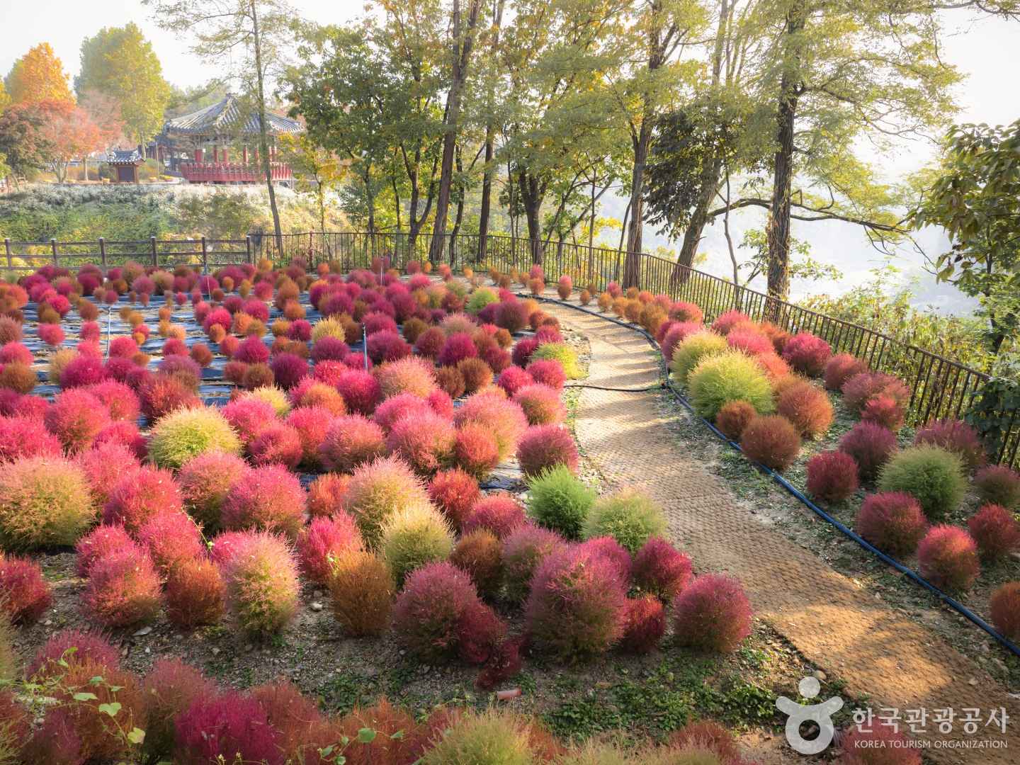 철원 고석정 꽃밭