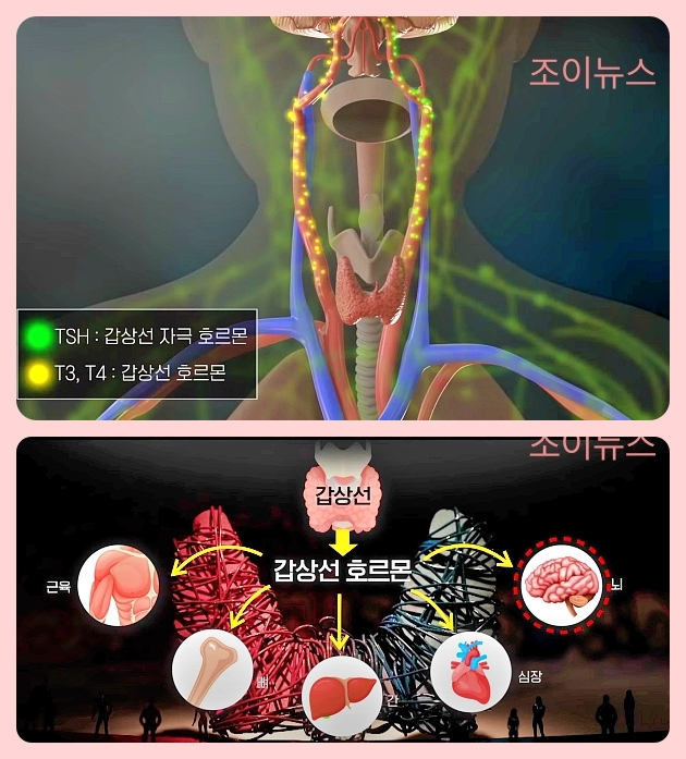 갑상선의 기능_출처:EBS 다큐 유튜브