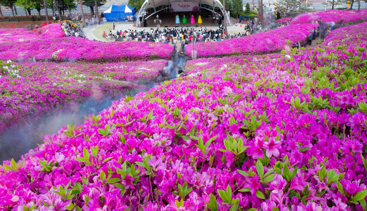 군포철쭉축제