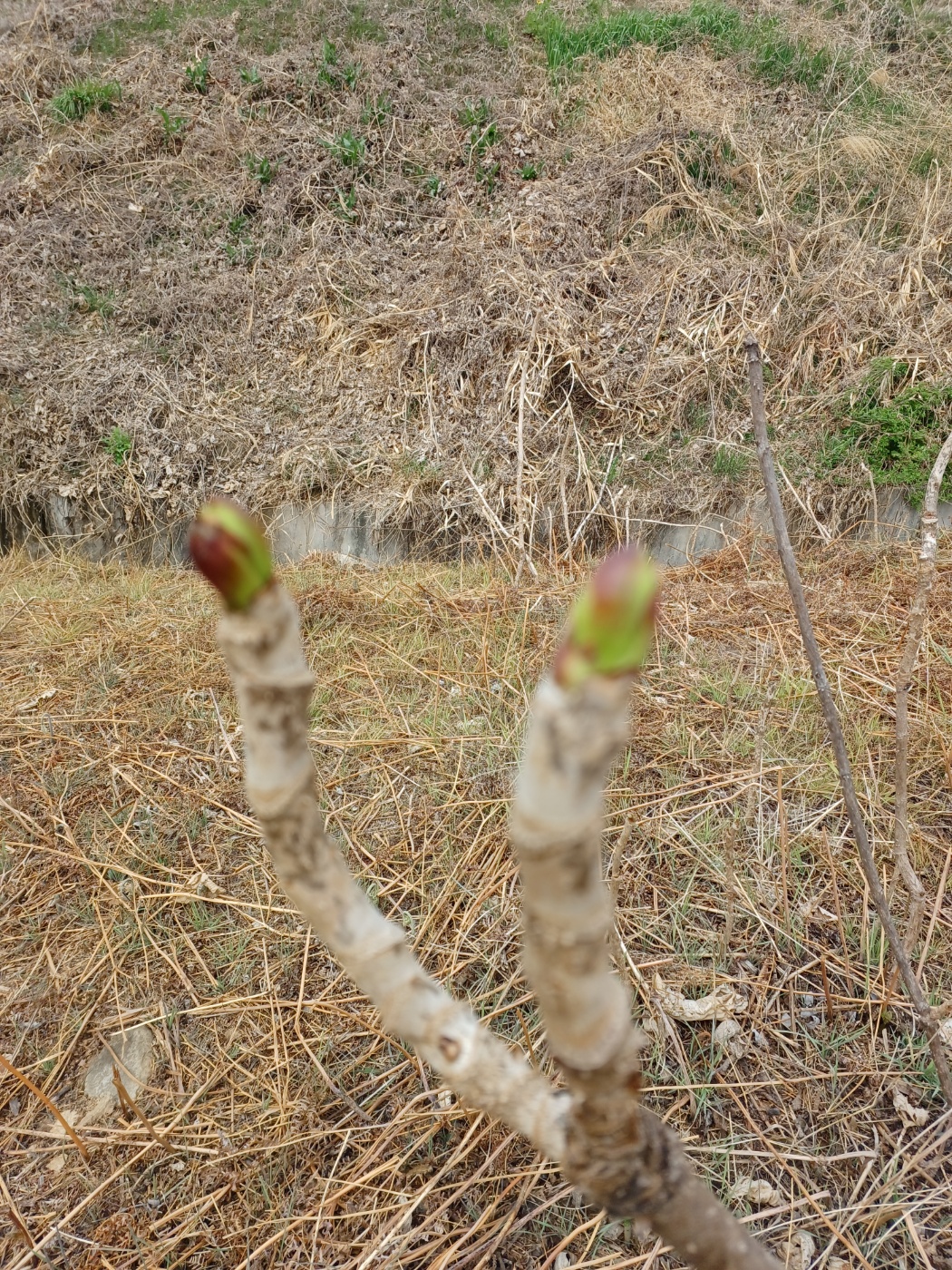 참두릅과 여름두릅 가격 알아보기