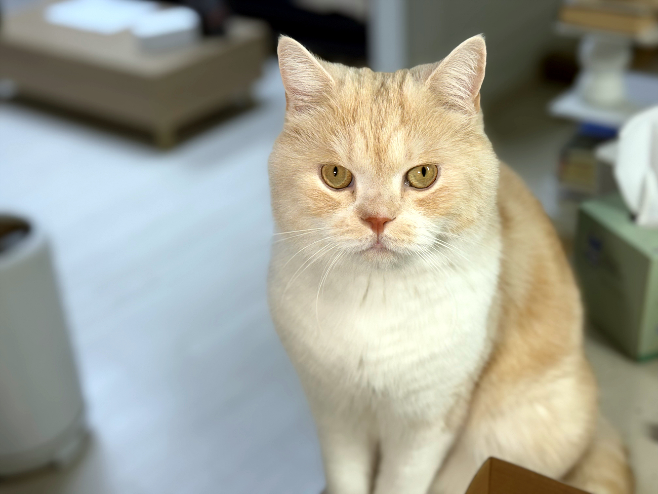 울란지 VL49 카메라 조명