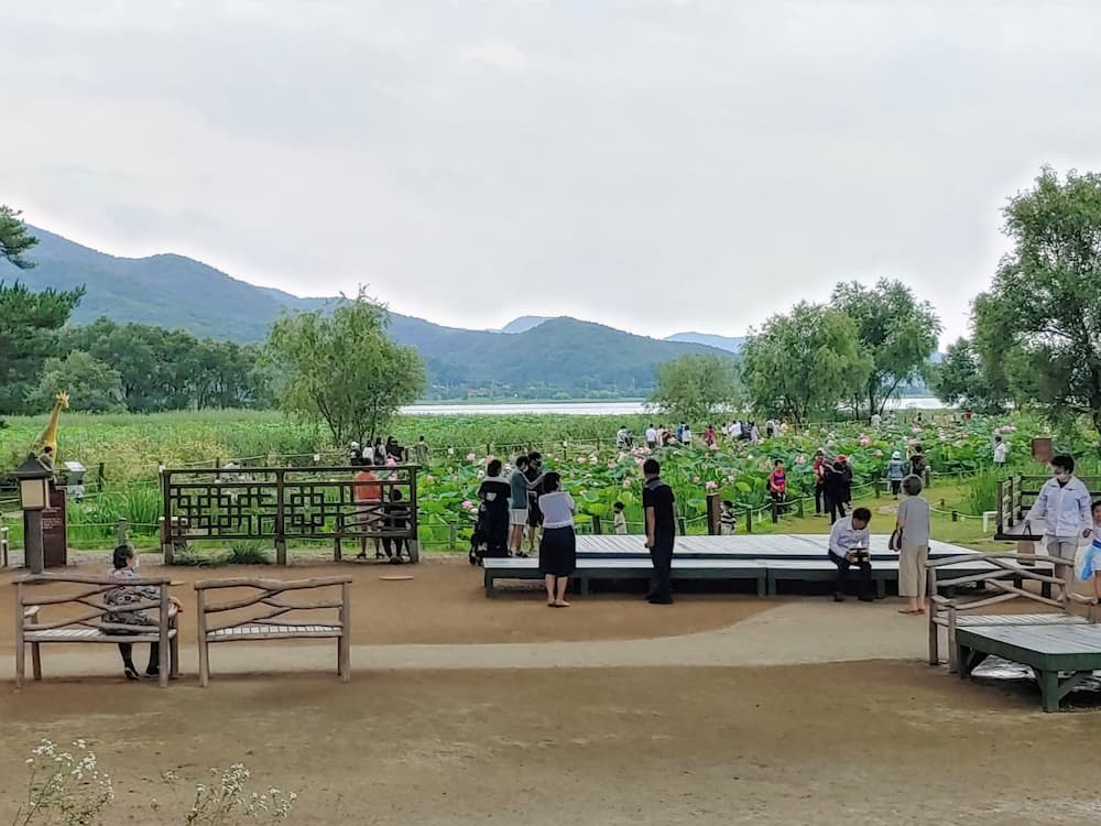 양수리 세미원에서 연꽃을 관람하는 사람들