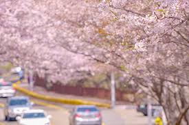 부산 달맞이길 벚꽃 드라이브 코스