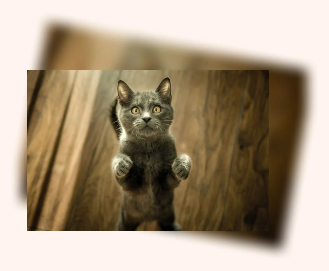 세계 고양이의 날_3_subsection