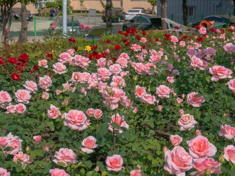 부산 정관 윗골공원