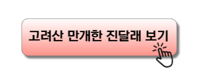 고려산 만개한 진달래 보기